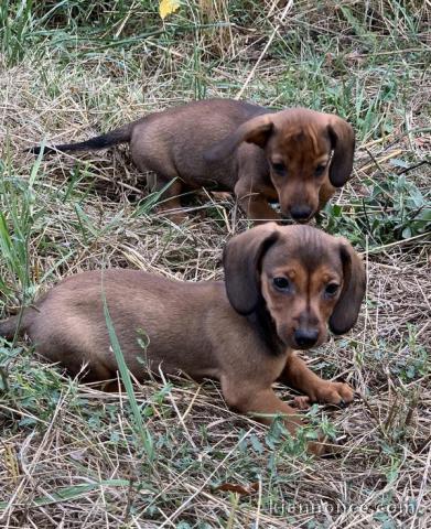 chiot Teckel a donner