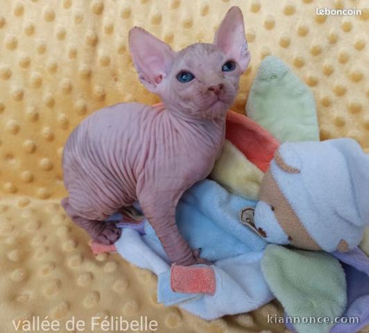 Chaton Sphynx a donner