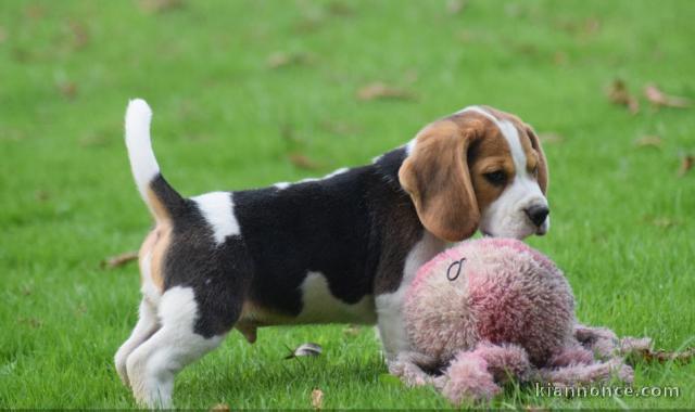 chiot Beagle a donner