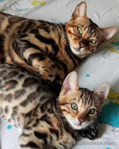 Bengale chatons à vendre