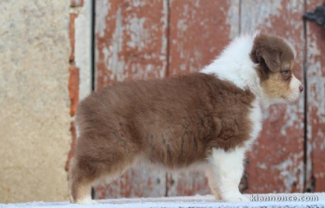 chiot berger australiens a donner