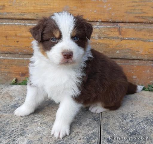 chiot berger australiens a donner