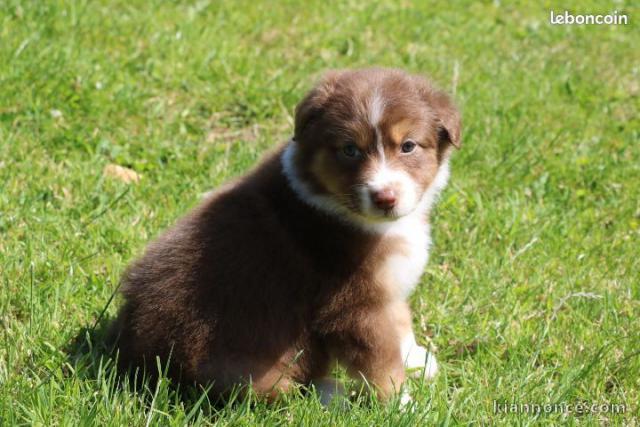 chiot berger australiens a donner