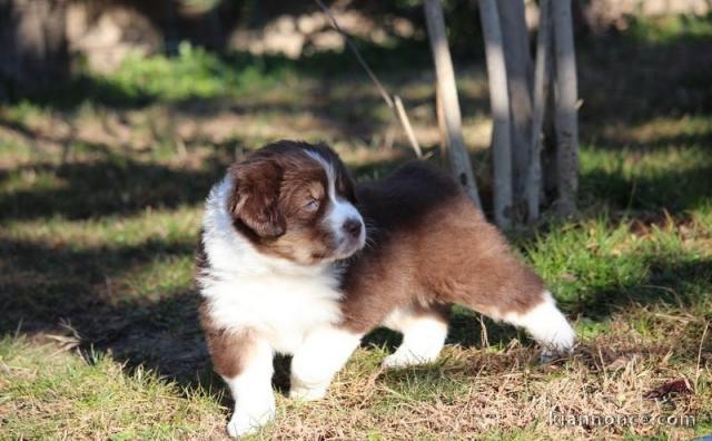 chiot berger australiens a donner