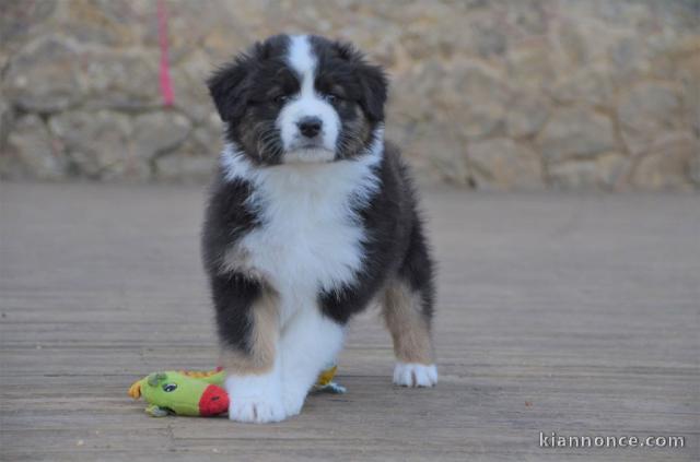 chiot berger australiens a donner