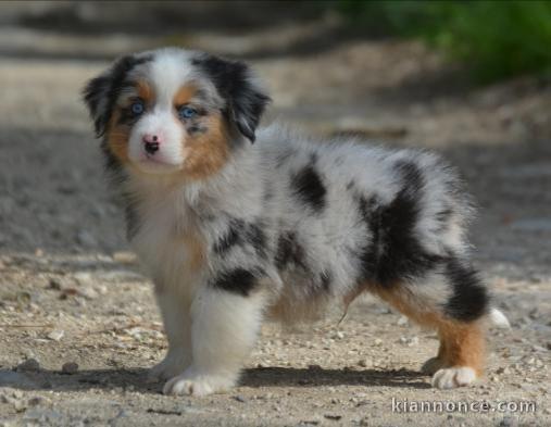 chiot berger australiens a donner