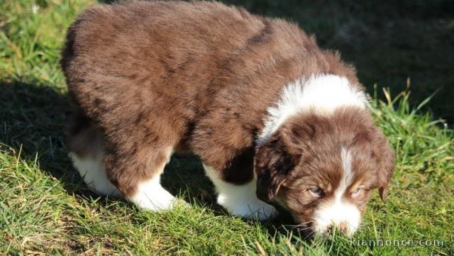 chiot berger australiens a donner