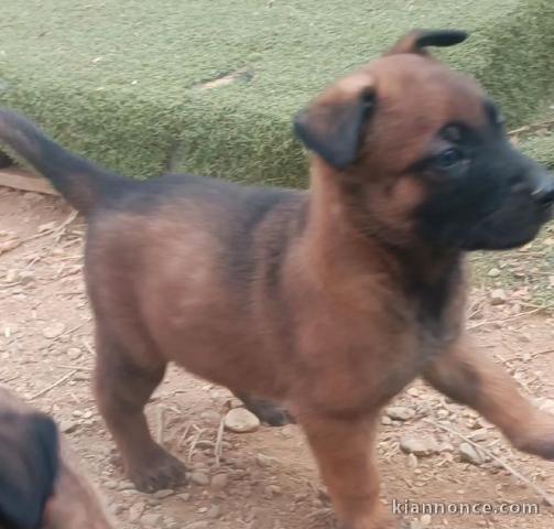 Chiots berger belge malinois a donner