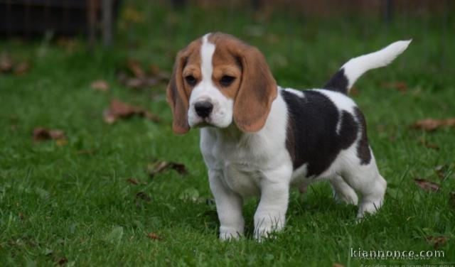 chiot Beagle a donner