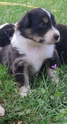 Superbe chiots berger australien 