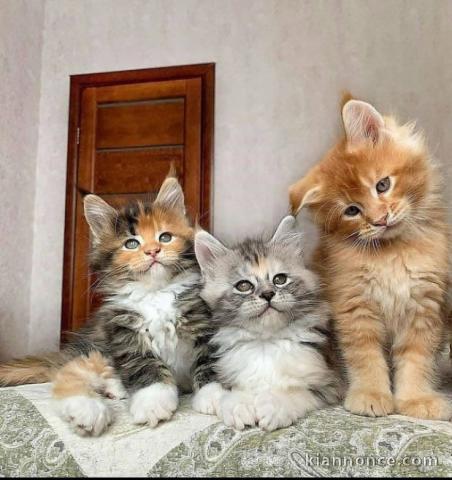 Chatons Maine coon a donner 