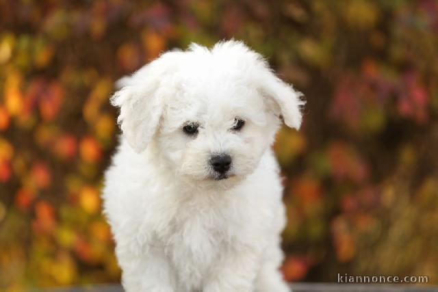 chiot Bichon frisé a donner