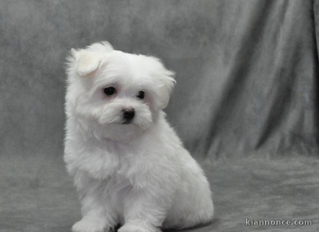 chiot Bichon frisé a donner