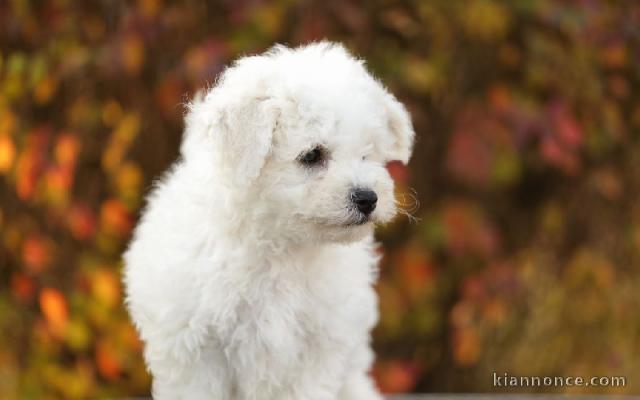 chiot Bichon frisé a donner