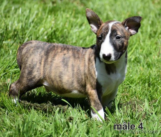 Chiot Bull Terrier a donner