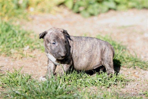 Chiot Bull Terrier a donner