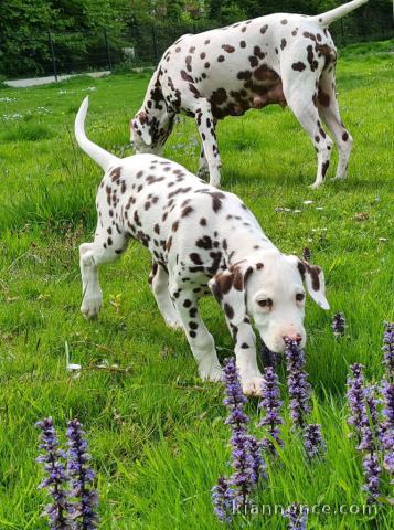 chiot dalmatien a donner