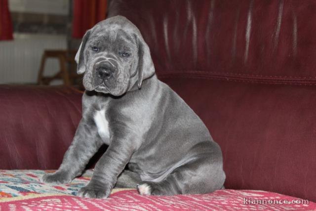 chiot dogue allemand a donner