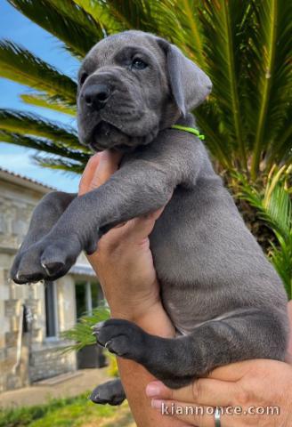 chiot dogue allemand a donner