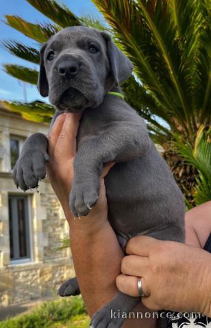 chiot dogue allemand a donner