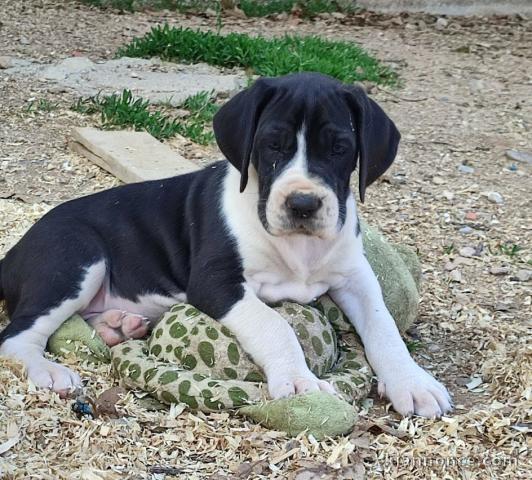 chiot dogue allemand a donner