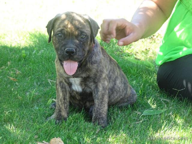 chiots bullmastiff lof a donner