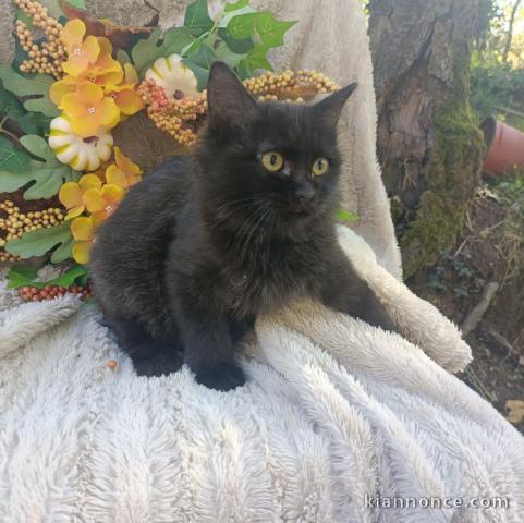 Adorable chaton Sibérien 