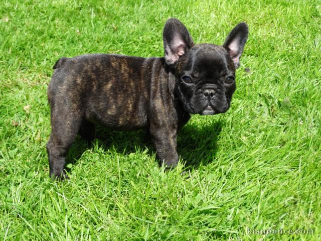 SUPERBE CHIOTS BOULEDOGUE FRANCAIS DISPONIBLE DE SUITE 