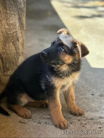 Superbe chiot berger allemand poil court à donner 
