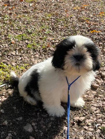 Chiot mâle shih tzu LOF