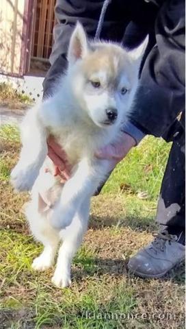 Chiot Siberian Husky lof a donner