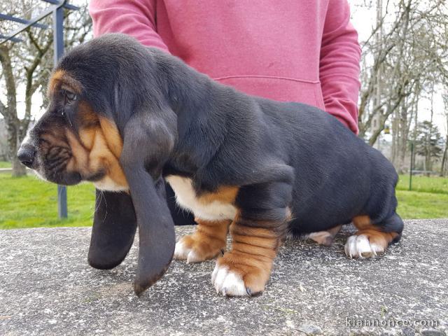 Chiots Basset Hound a donner