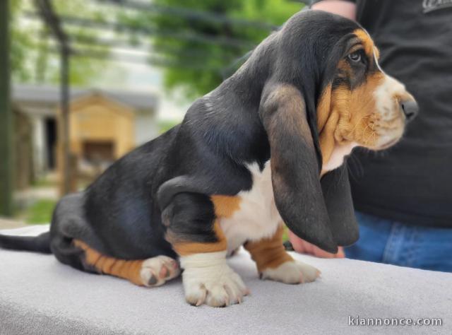 Chiots Basset Hound a donner