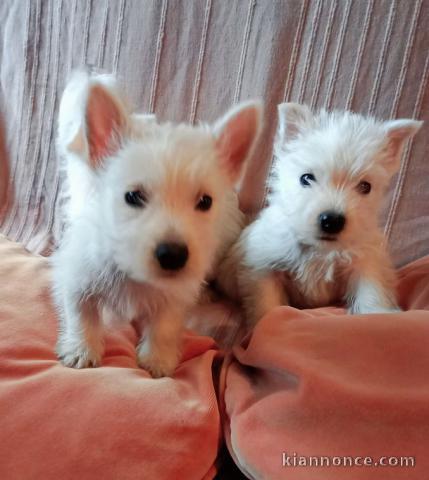 chiot Westie lof a donner