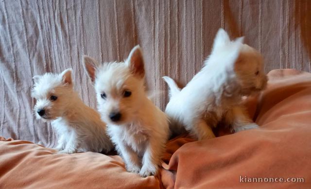 chiot Westie lof a donner