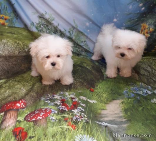 chiot Bichon Maltais a donner