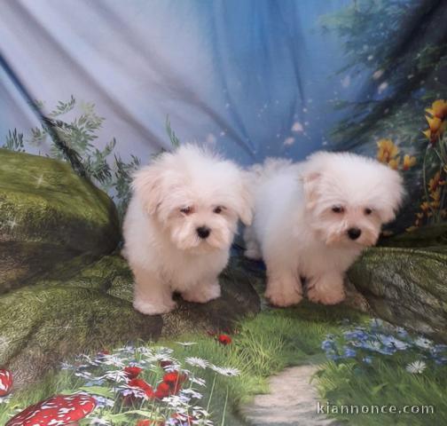 chiot Bichon Maltais a donner