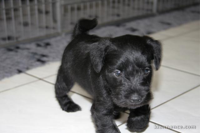 chiots Schnauzer a donner