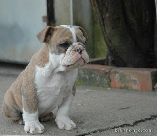 chiots bulldog anglais mâle et femelle contre bon soin