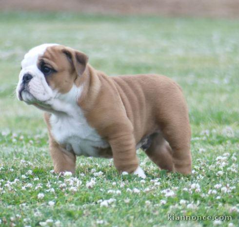 chiots bulldog anglais mâle et femelle contre bon soin