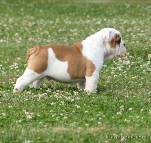 chiots bulldog anglais mâle et femelle a donner