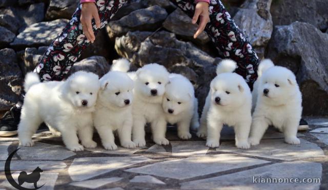 Chiots samoyede femelle et male disponible