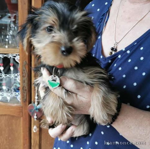 chiots Yorkshire mâle et femelle a donner