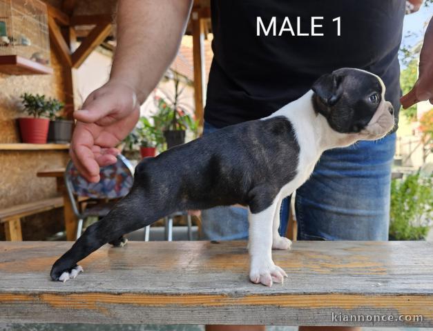 Boston Terrier chiots à vendre