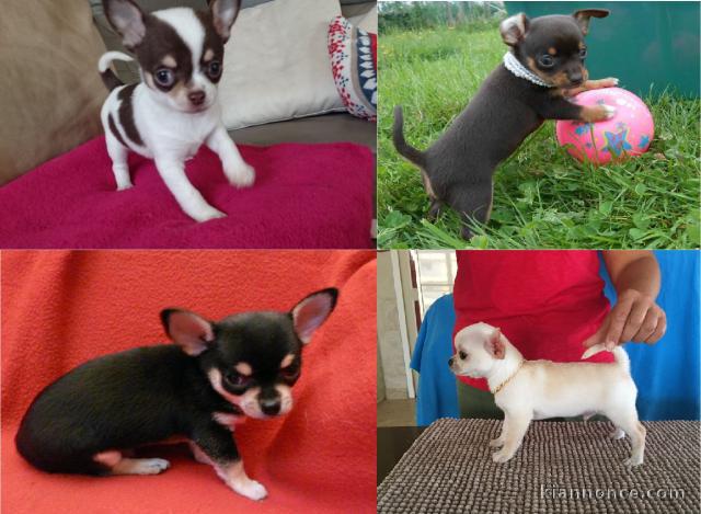 Chiots chihuahua male et femelle a donner