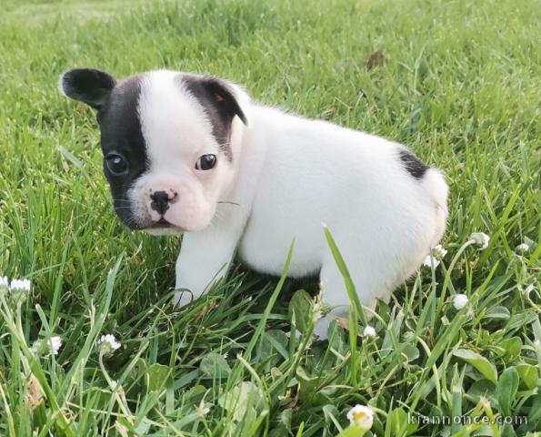 Chiots Bouledogue Français femelle et mâle a donner