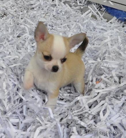 chiot chihuahua femelle age de 4 mois