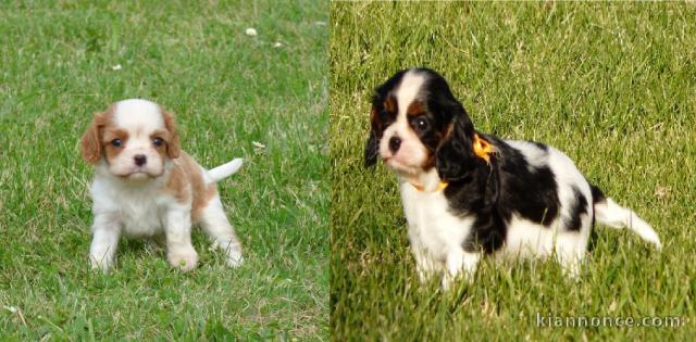 Chiots Cavaliers King Charles a donner