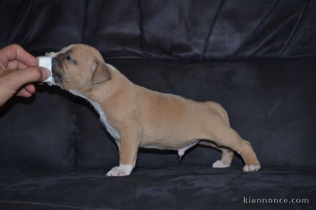Chiot american staffordshire terrier a donner