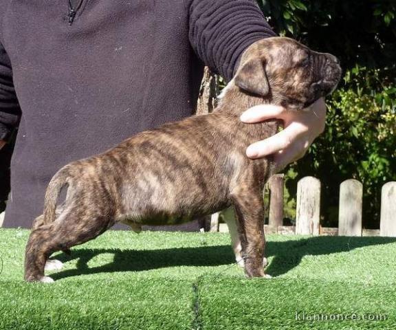 Chiot american staffordshire terrier a donner